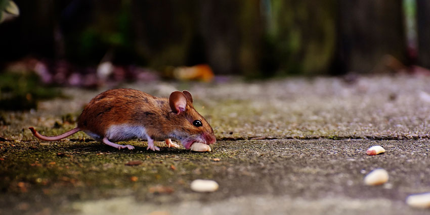 Un topo di colore marrone con pancia chiara nel corso di una derattizzazione a Torino addenta a fatica un seme bianco sopra il lastricato di cemento di un cortile.